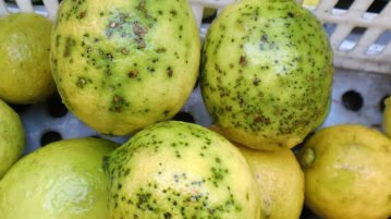 Por una plaga suspenden la exportación de limones tucumanos a la Unión Europea en lo que queda de 2020