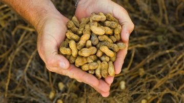 Maíz, leche y maní: los complejos exportadores que brillaron en pandemia